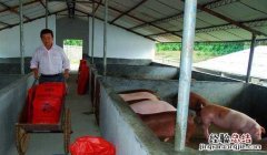 养猪户刘运忠：自主创业养猪中体验幸福