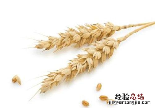 小麦的营养价值