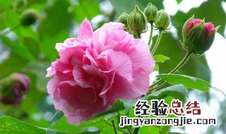 芙蓉的养护技巧是什么 芙蓉的养护技巧