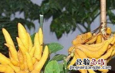 佛手柑油的功效与作用吃法 佛手柑油的功效与作用