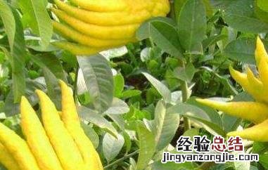 佛手柑油的功效与作用吃法 佛手柑油的功效与作用