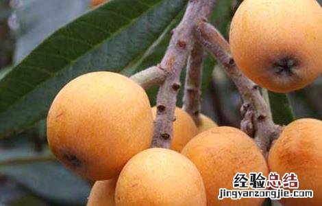 吃什么水果去火效果最好 嗓子疼吃什么水果去火效果最好