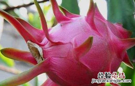 吃什么水果去火效果最好 嗓子疼吃什么水果去火效果最好