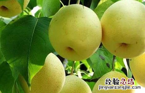 吃什么水果去火效果最好 嗓子疼吃什么水果去火效果最好