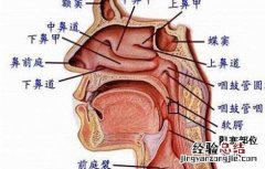 打鼾的原因及危害有哪些方面 打鼾的原因及危害有哪些