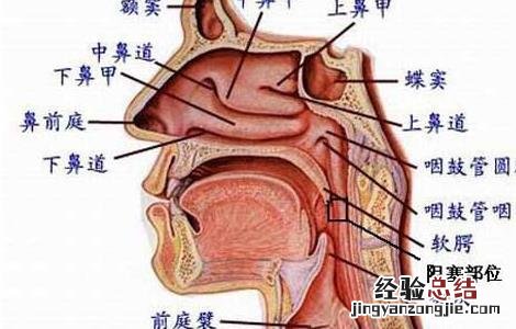 打鼾的原因及危害有哪些方面 打鼾的原因及危害有哪些