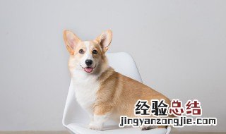 写狗性格的句子 需要怎么体现出狗的特点