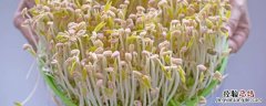 绿豆芽怎么保存时间长 绿豆芽怎么保存