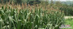 能够反映农作物成熟的节气 农作物成熟的节气