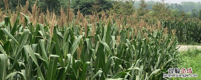能够反映农作物成熟的节气 农作物成熟的节气