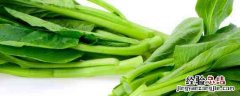 栽培芥蓝环境要求、以及种植时间、管理技术