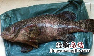 深海石斑鱼半斤重怎样做 如何烹饪深海石斑