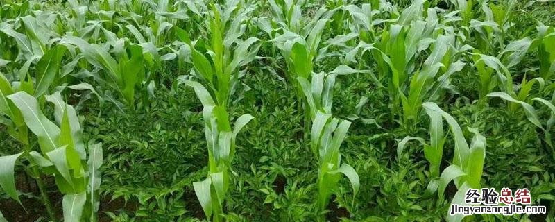 农作物套种是什么意思 农作物套种的好处