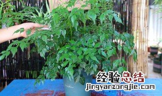 菜豆树的养殖方法 菜豆树怎么养