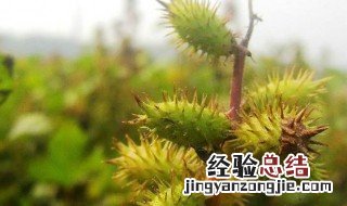 苍耳的种子是什么样子二年级 苍耳的种子是什么样子