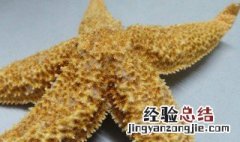 海星的营养价值及功效与作用图片 海星的营养价值及功效