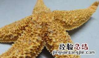 海星的营养价值及功效与作用图片 海星的营养价值及功效