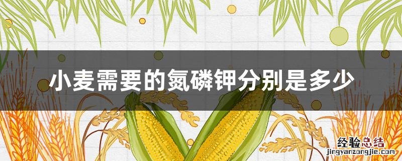 小麦需要的氮磷钾分别是多少视频 小麦需要的氮磷钾分别是多少