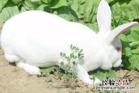 獭兔养殖成本利润分析 獭兔养殖成本利润分析图