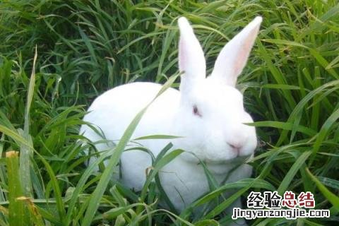獭兔养殖成本利润分析 獭兔养殖成本利润分析图