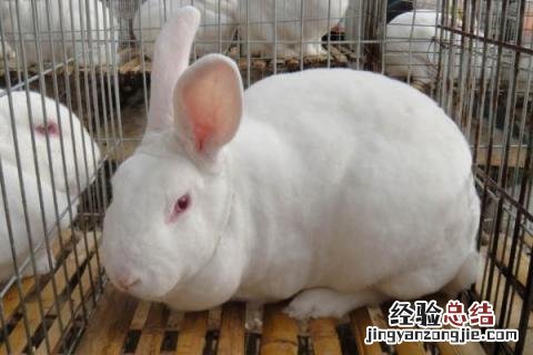 獭兔养殖成本利润分析 獭兔养殖成本利润分析图