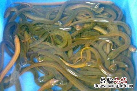 养黄鳝一亩能赚多少钱，附核算方法 养黄鳝要投资多少钱一亩