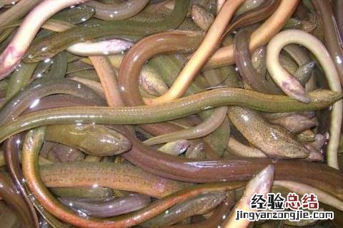 养黄鳝一亩能赚多少钱，附核算方法 养黄鳝要投资多少钱一亩