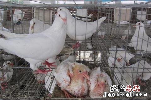 肉鸽养殖赚钱吗 肉鸽养殖成本与利润,是否赚钱