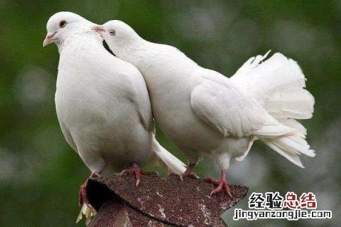 肉鸽养殖赚钱吗 肉鸽养殖成本与利润,是否赚钱