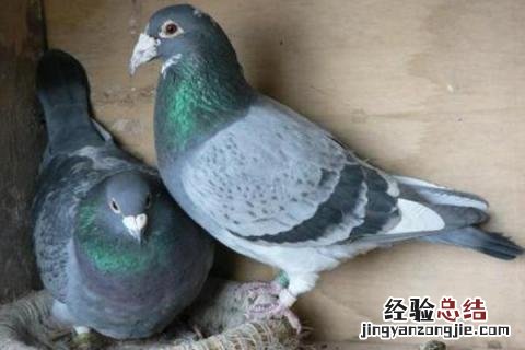 肉鸽养殖赚钱吗 肉鸽养殖成本与利润,是否赚钱