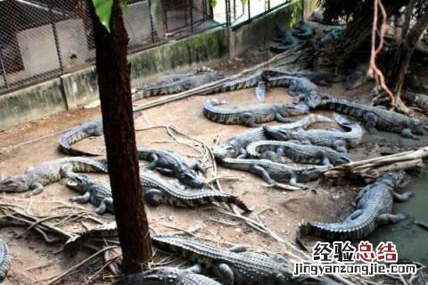 鳄鱼养殖成本和利润,附鳄鱼的养殖前景