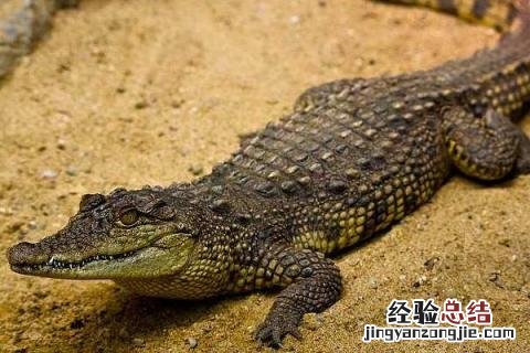 鳄鱼养殖成本和利润,附鳄鱼的养殖前景