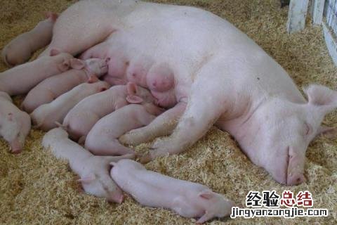 养30头母猪利润与成本，附怎样才能养好母猪