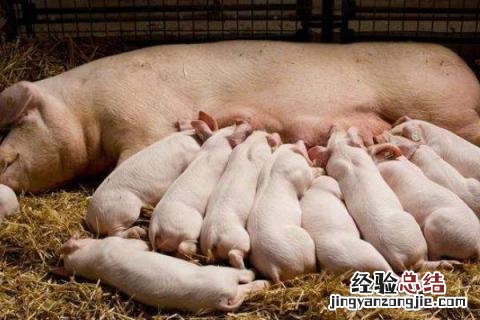 养30头母猪利润与成本，附怎样才能养好母猪