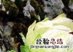 野生雪莲花的正确吃法 雪莲花怎么吃