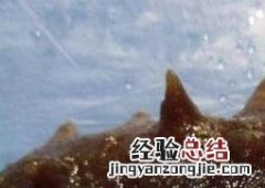 金沙参和海参的区别是什么 金沙参和海参的区别