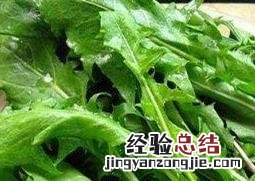 鲜蒲公英怎么吃最好 鲜蒲公英怎么吃