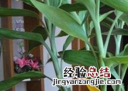 水养富贵竹叶片发黄的原因及处理方法