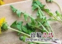蒲公英的根和叶疗效有什么不同 蒲公英根与叶药效有什么不同