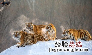 李逵沂岭杀四虎概括 李逵沂岭杀四虎概括400字
