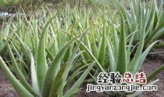 艾蒿的功效与作用中用法禁忌业网 艾蒿的用途芦荟的功效与作用