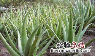 艾蒿的功效与作用中用法禁忌业网 艾蒿的用途芦荟的功效与作用