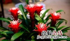 鸿运当头能放室内吗 鸿运当头可以放房间里面吗