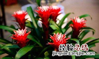鸿运当头能放室内吗 鸿运当头可以放房间里面吗