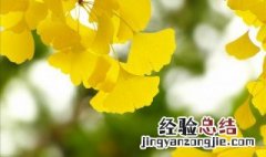 银杏树的花什么时候开 银杏树的花什么时候开放
