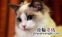 带猫出门要注意什么 带猫猫出门要注意什么
