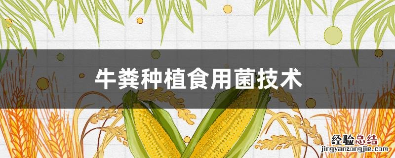 牛粪种植食用菌技术方法 牛粪种植食用菌技术