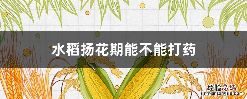水稻扬花期能否打药 水稻扬花期能不能打药