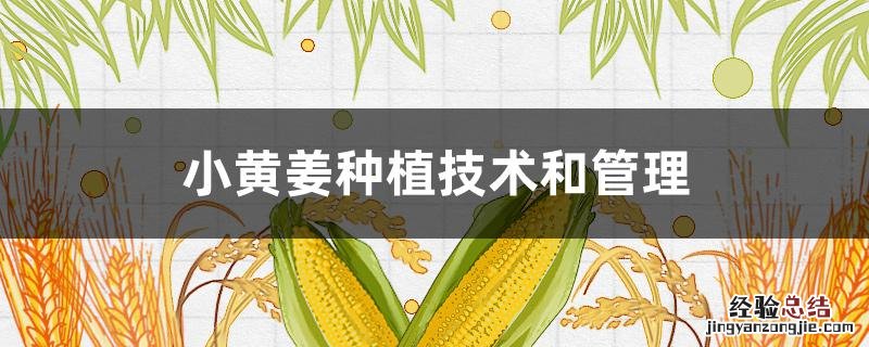 小黄姜种植技术和管理方法 小黄姜种植技术和管理