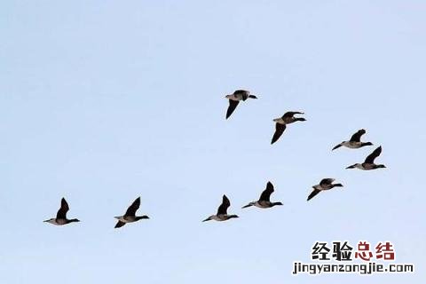 大雁养殖利润及成本控制 大雁养殖利润及成本